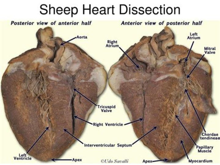Why are sheep hearts preferred for dissection?