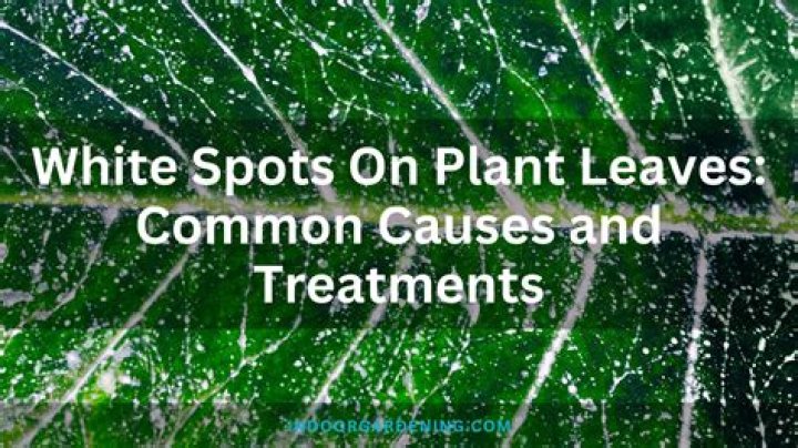 Why are there white spots on my pumpkin leaves