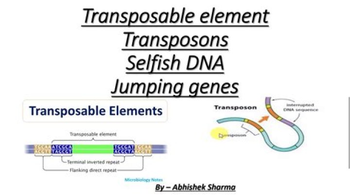 Why are transposable elements selfish?