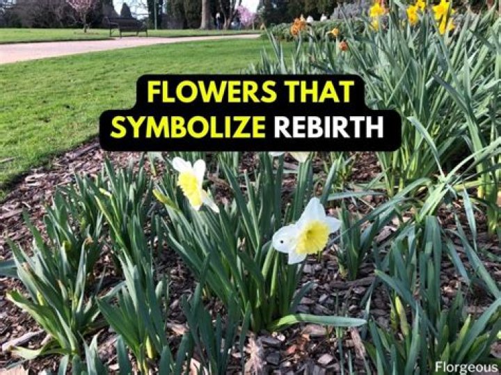 Why did the Renaissance mean rebirth?