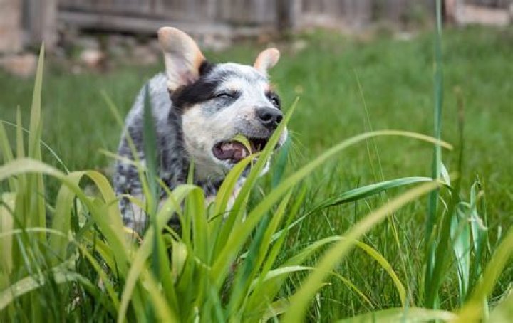 Why do dogs stay by owners graves?