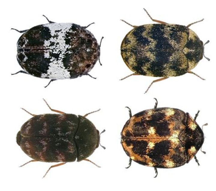 Why do I have black carpet beetles?