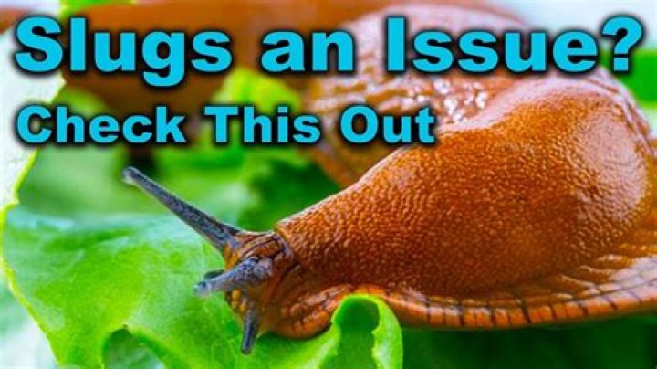 Why do slugs come out at night