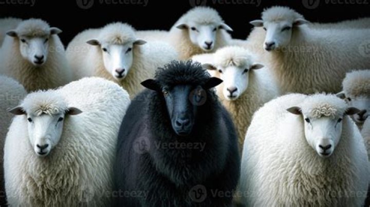 Why do they put black sheep with white sheep?