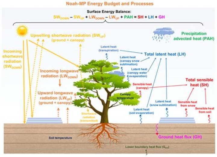 Why do tree ears choose min?