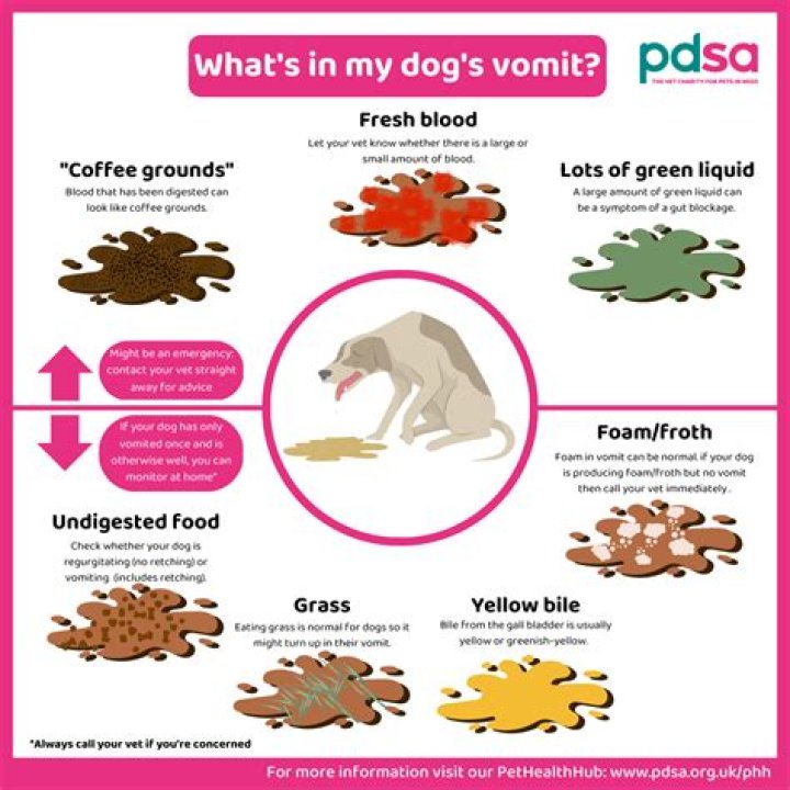 Why does my puppy have orange diarrhea?