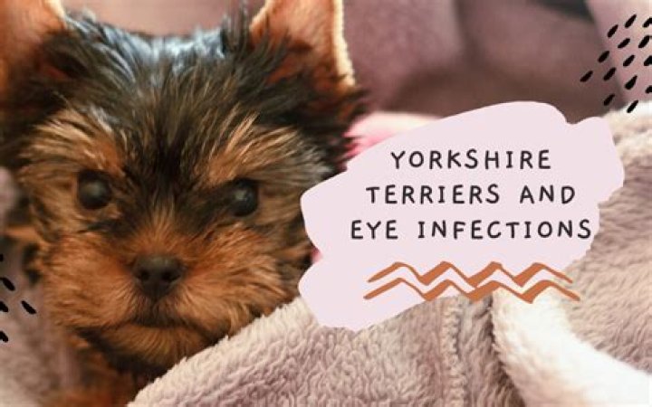 Why does my Yorkie make snorting noises?
