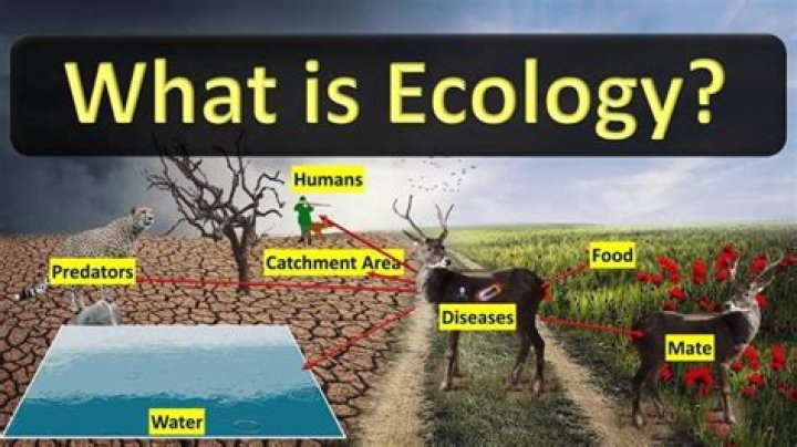 Why is human ecology important?
