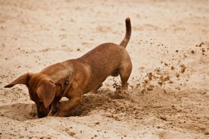 Why is my dog digging and throwing up?