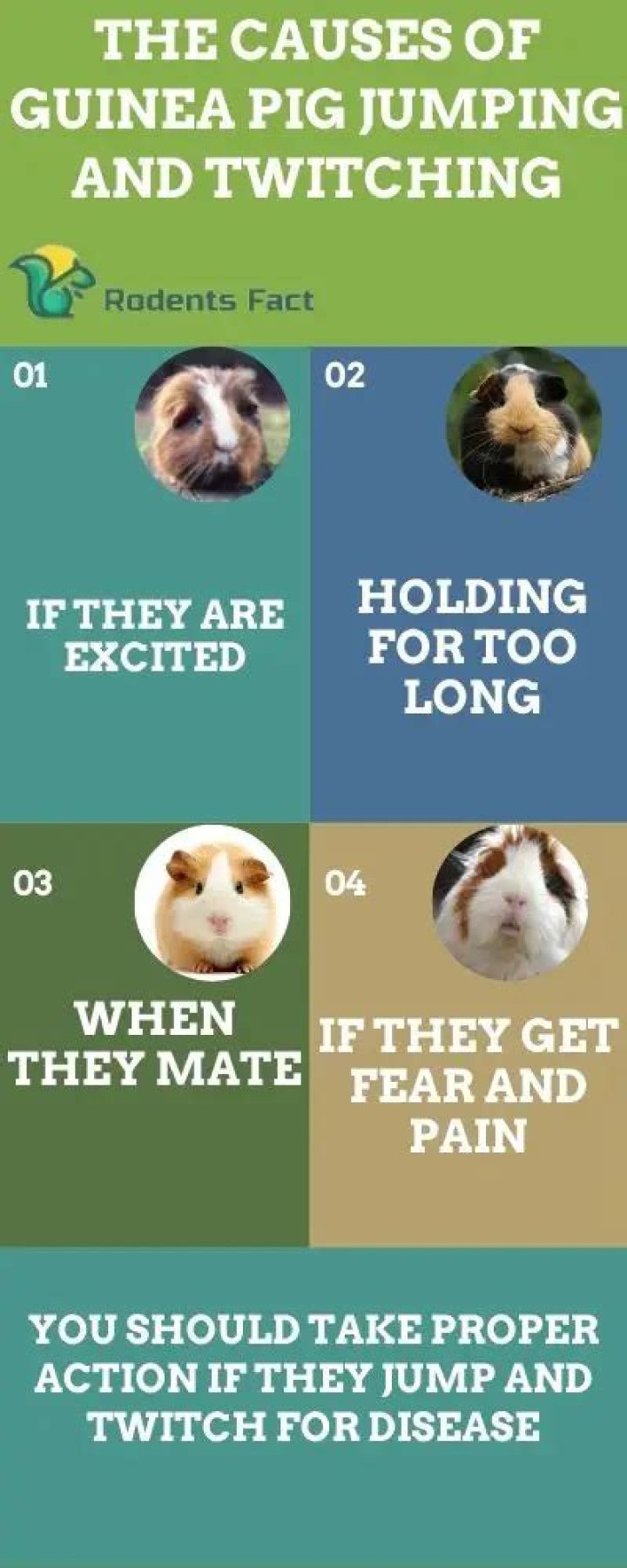 Why is my guinea pig jumping and twitching?