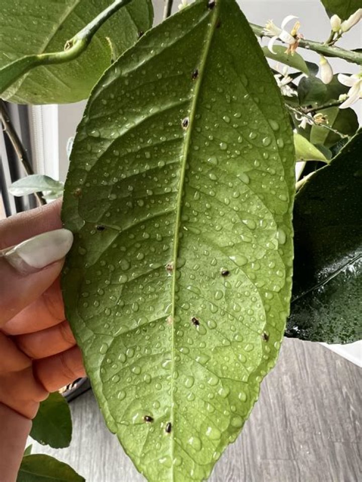 Why is my indoor lime tree dropping leaves