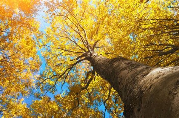 Why is my tree turning yellow