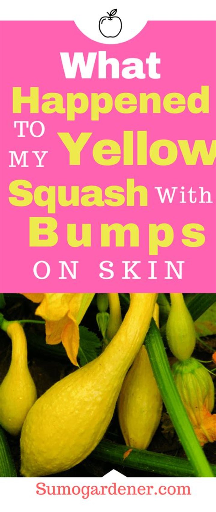 Why is my yellow squash bumpy?