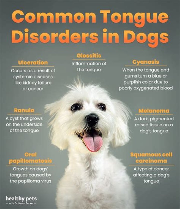 Why is the tip of my dogs tongue Brown?