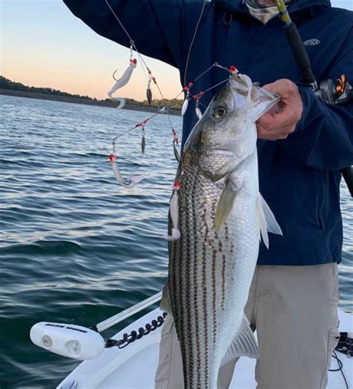 Will a bass bite in 40 degree water?