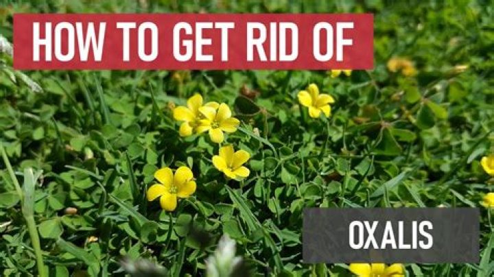 Will boiling water kill oxalis
