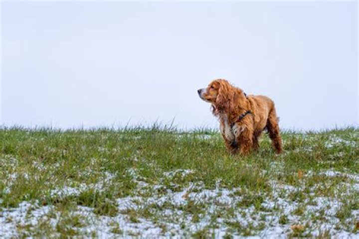 Will fleas die in winter?