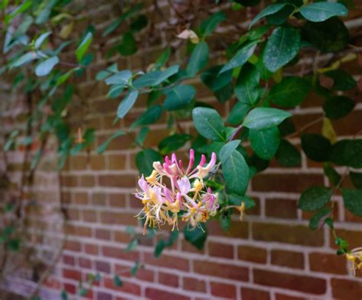 Will honeysuckle grow on a north facing wall