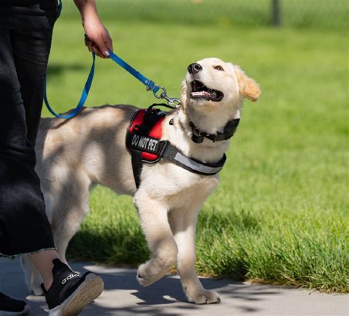Will Masshealth pay for a service dog?