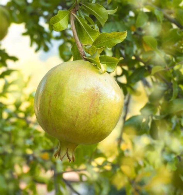 Will pomegranates ripen if picked early?